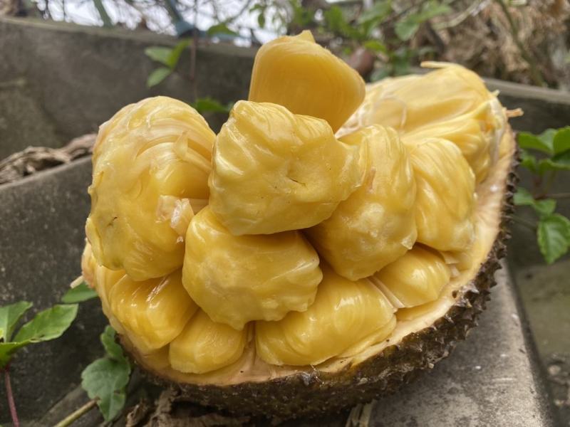 越南进口菠萝蜜出肉率高一件代发多种规格