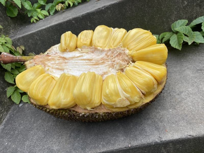 越南进口菠萝蜜出肉率高一件代发多种规格