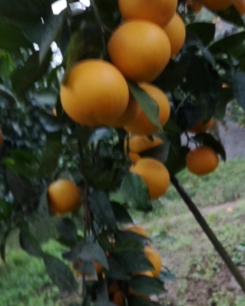 四川渠县血橙，色红味甜，汁多化渣，支持一件代发。