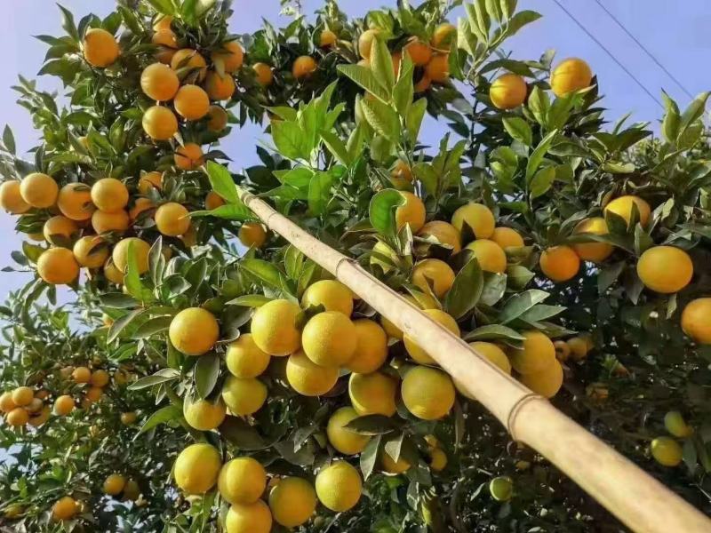玉溪高原褚橙大量上市