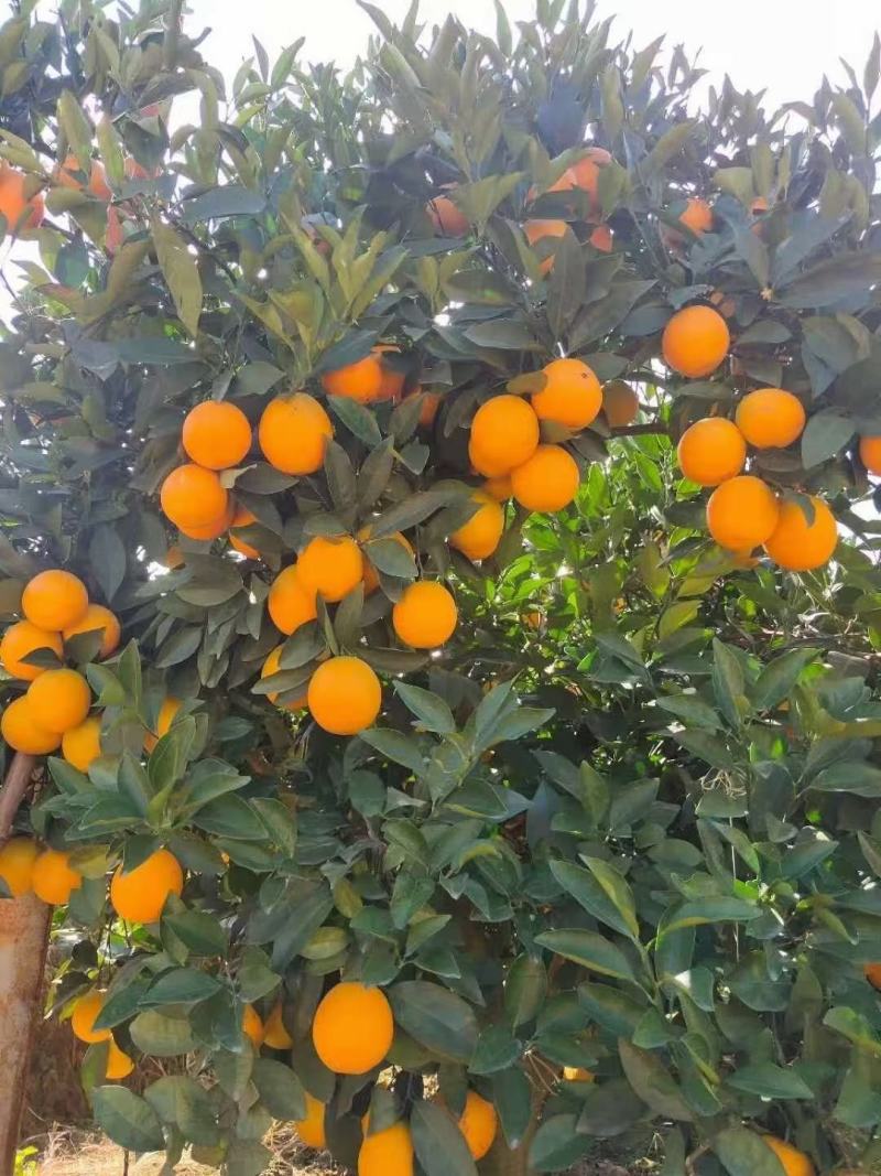玉溪高原褚橙大量上市
