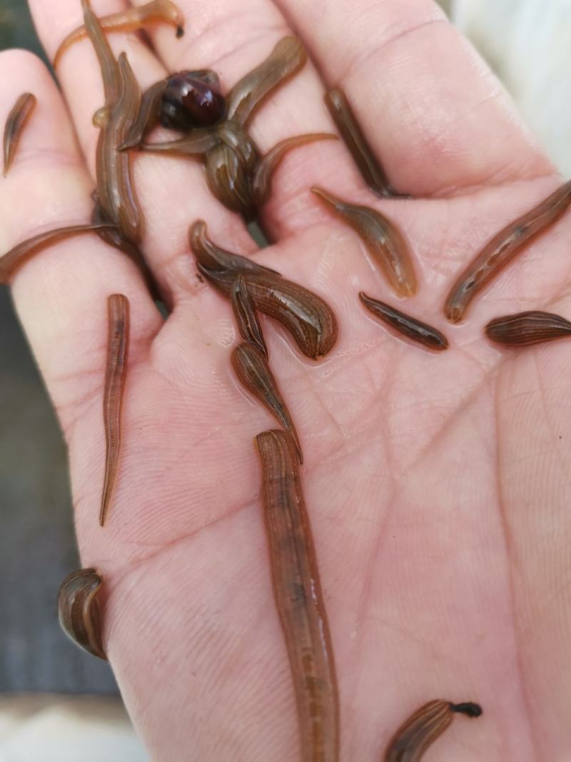 水蛭苗，蚂蟥苗，水蛭卵茧