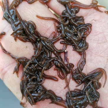 水蛭苗，蚂蟥苗，水蛭卵茧