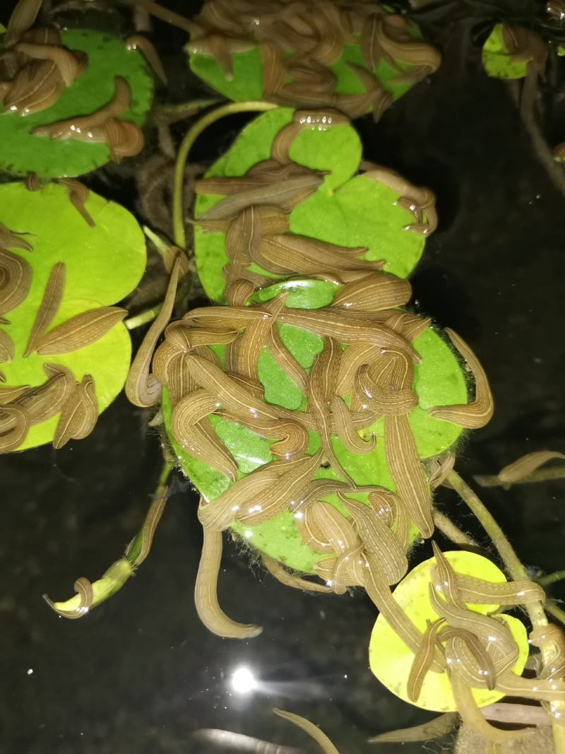 水蛭苗，蚂蟥苗，水蛭卵茧