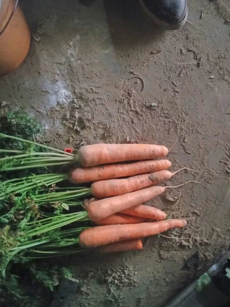 胡萝卜