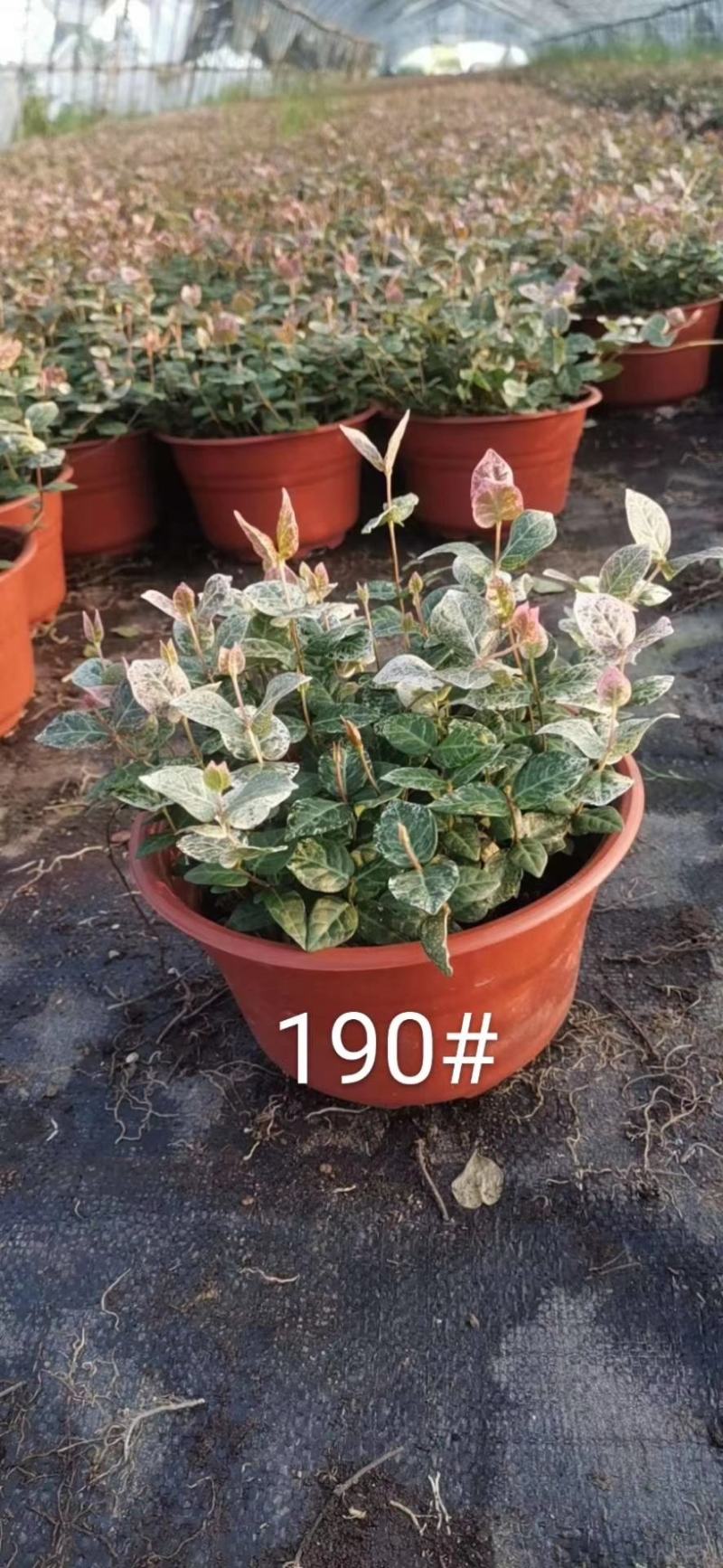 花叶络石/多年生植物/时今花卉/基地直销