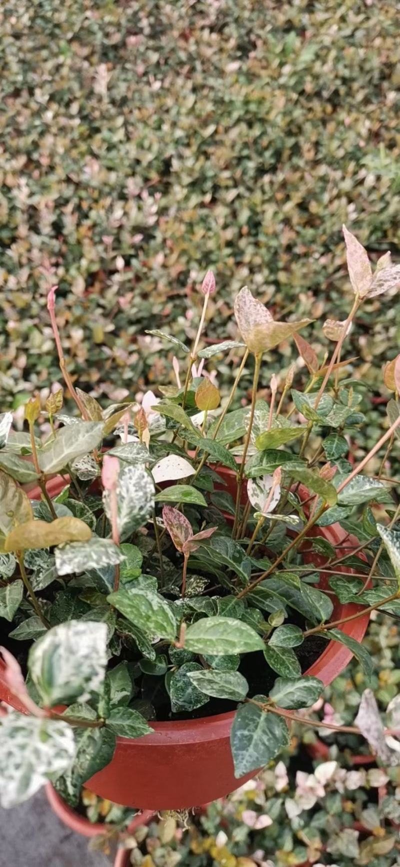 花叶络石/多年生植物/时今花卉/基地直销