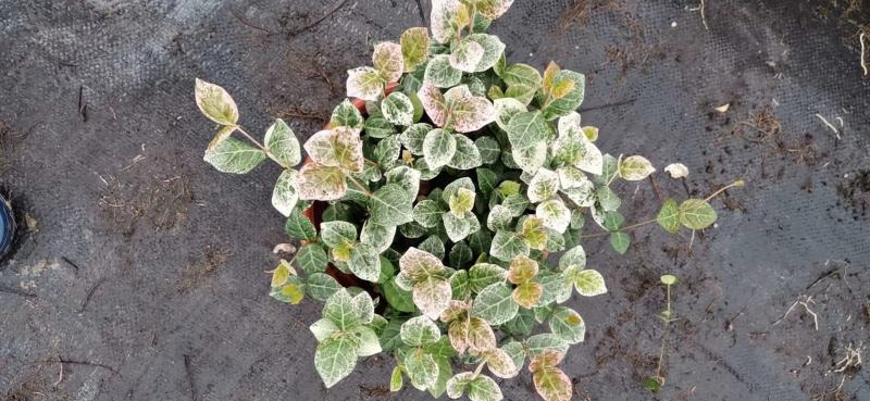 花叶络石/多年生植物/时今花卉/基地直销