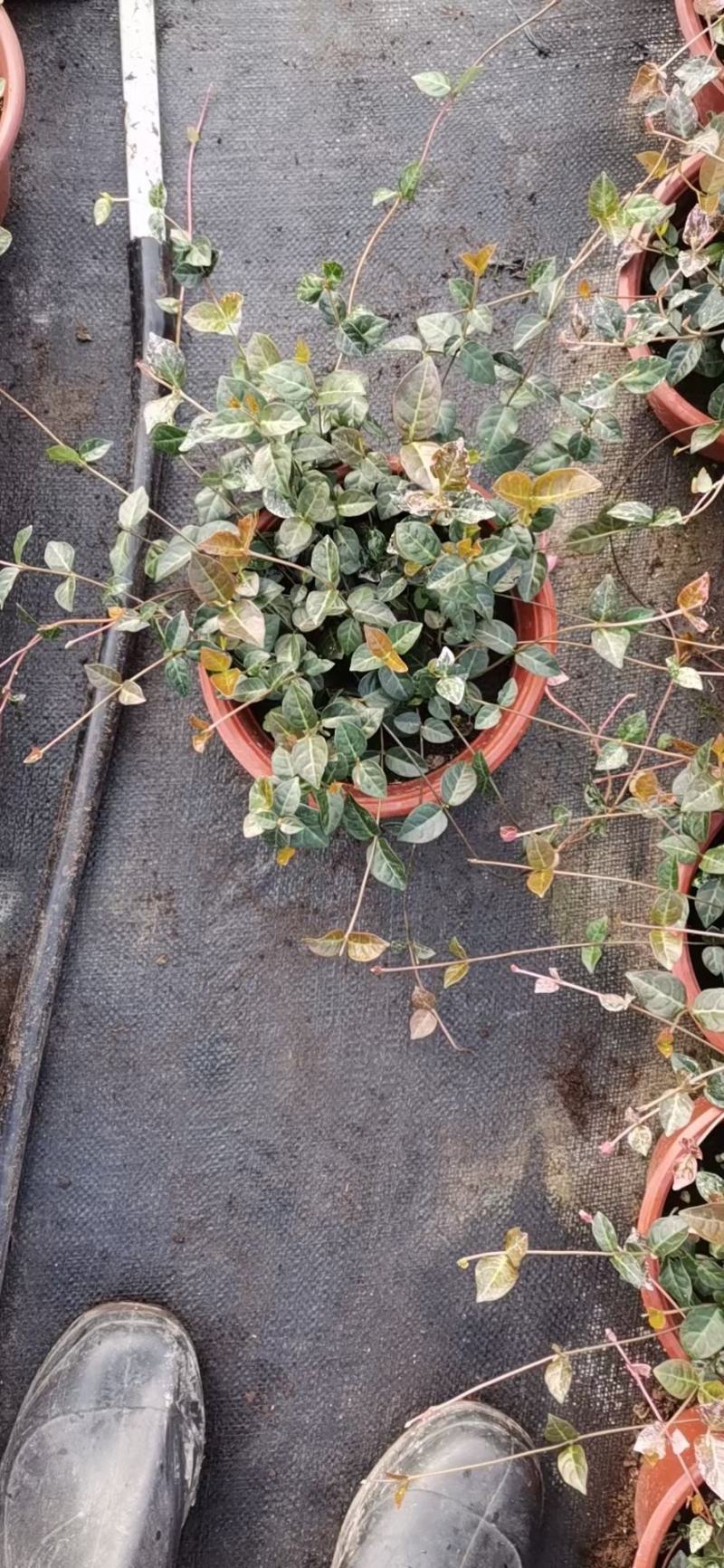 花叶络石/多年生植物/时今花卉/基地直销