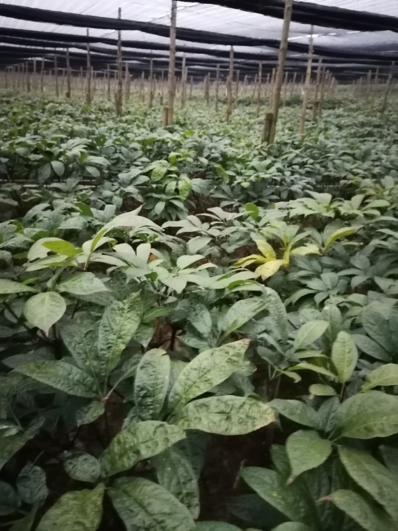 云南文山三七产地直挖货源充足支持一件代发欢迎来电咨询