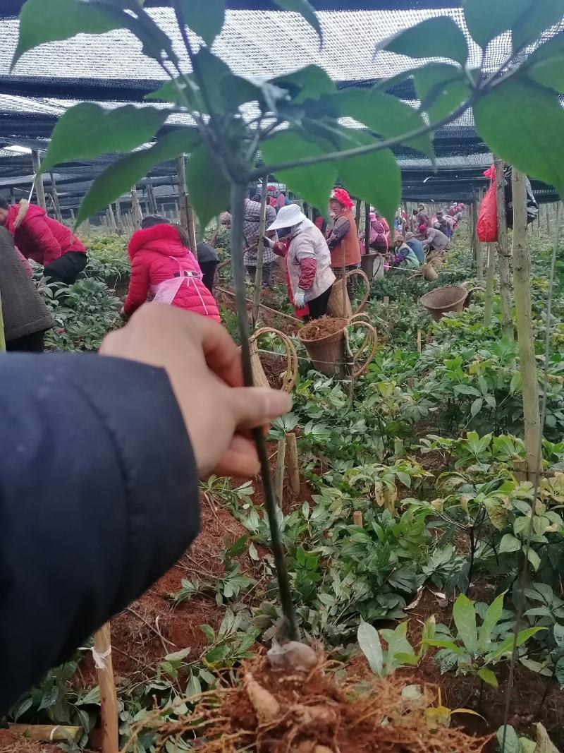 云南文山三七产地直挖货源充足支持一件代发欢迎来电咨询