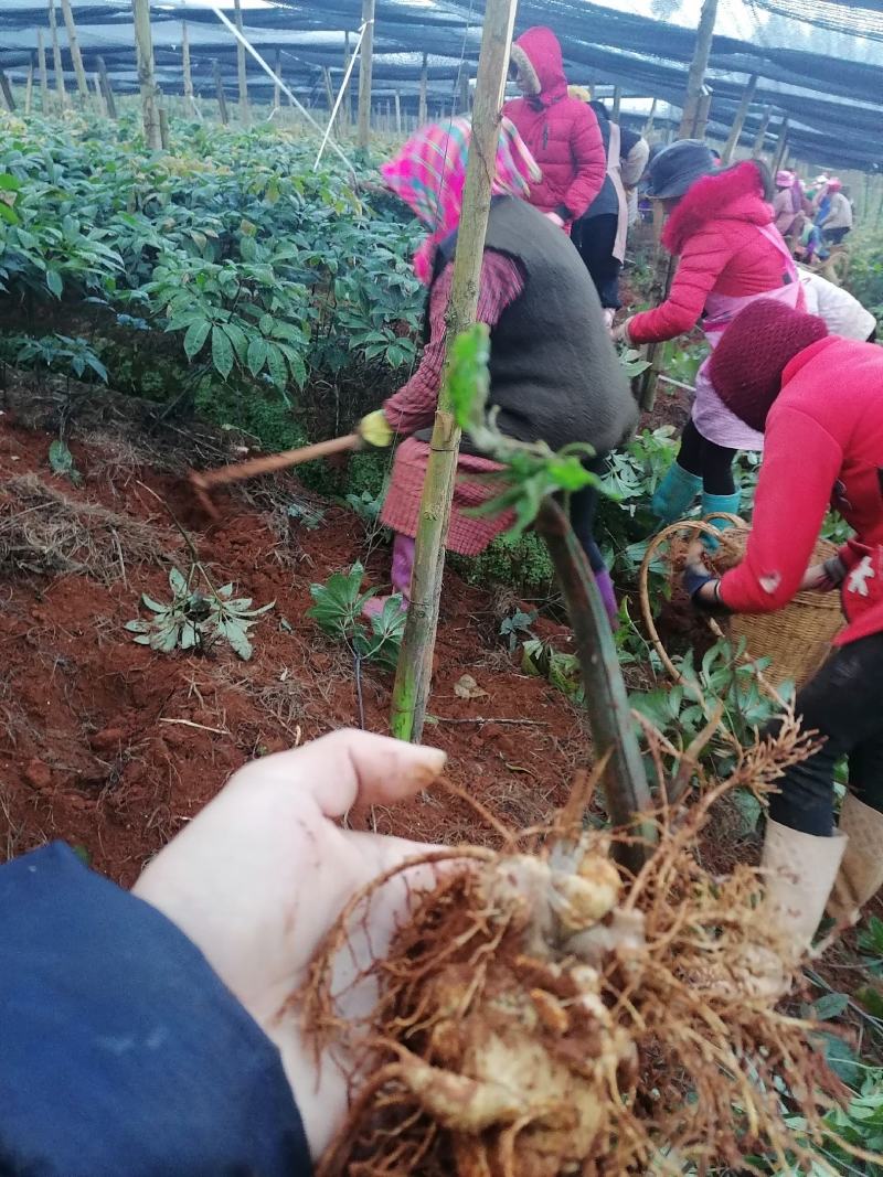 云南文山三七产地直挖货源充足支持一件代发欢迎来电咨询