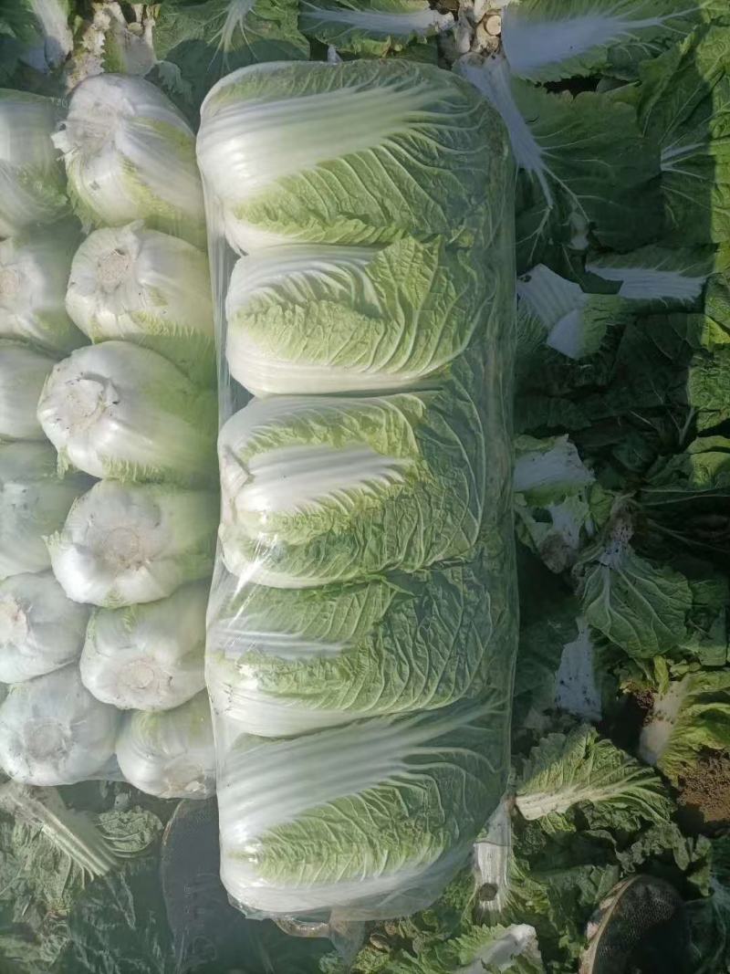 黄心白菜3~5斤净菜！质量杠杠滴！颜色绿！