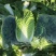 黄心白菜3~5斤净菜！质量杠杠滴！颜色绿！