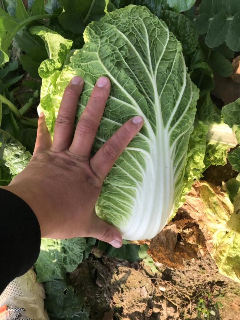 黄心白菜3~5斤净菜！质量杠杠滴！颜色绿！