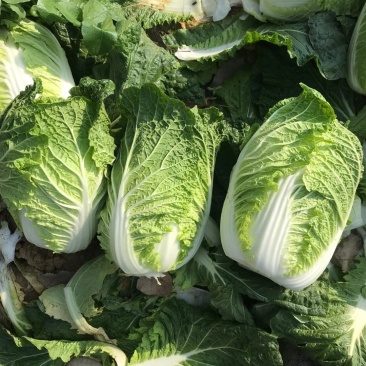黄心白菜3~5斤净菜！质量杠杠滴！颜色绿！