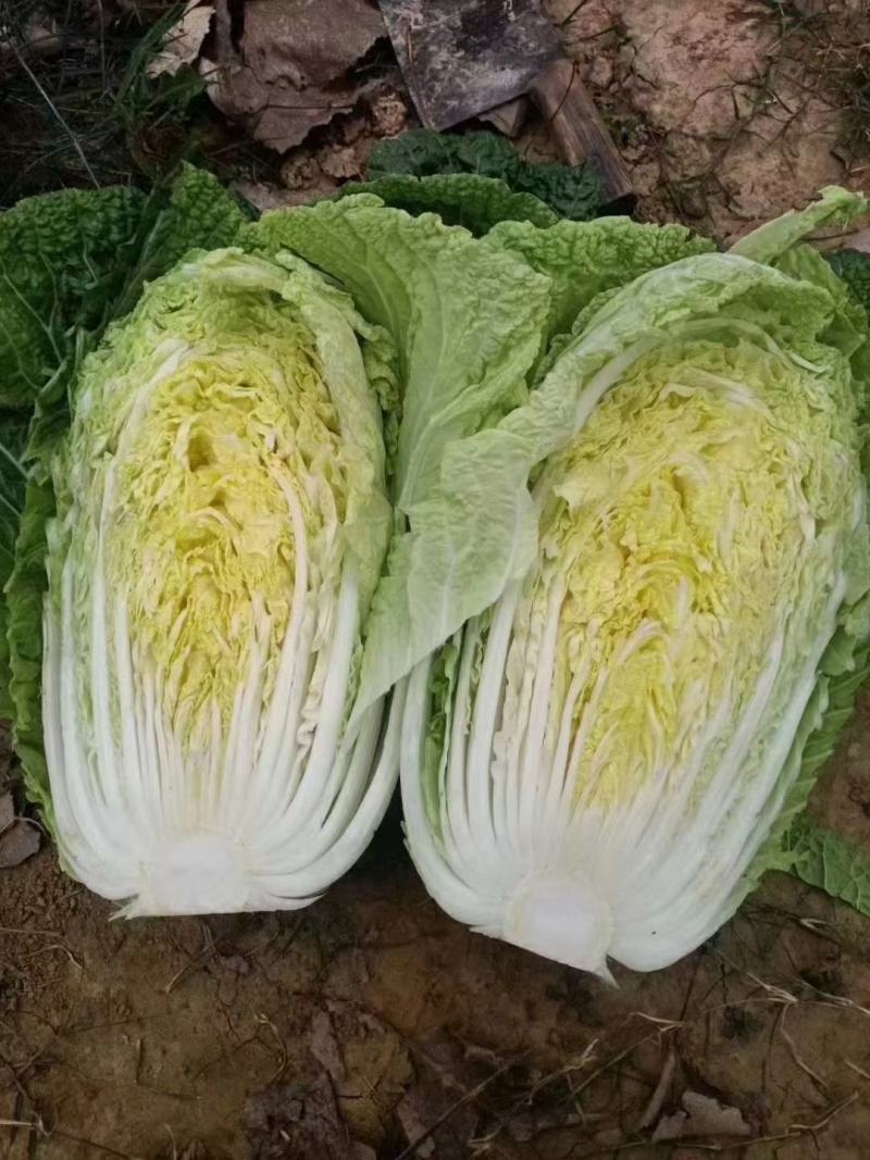 黄心白菜3~5斤净菜！质量杠杠滴！颜色绿！