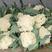 松花菜种子春种松花花菜种子花球白产量高芽率高