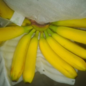 缅甸精品天地盖不受寒香蕉
