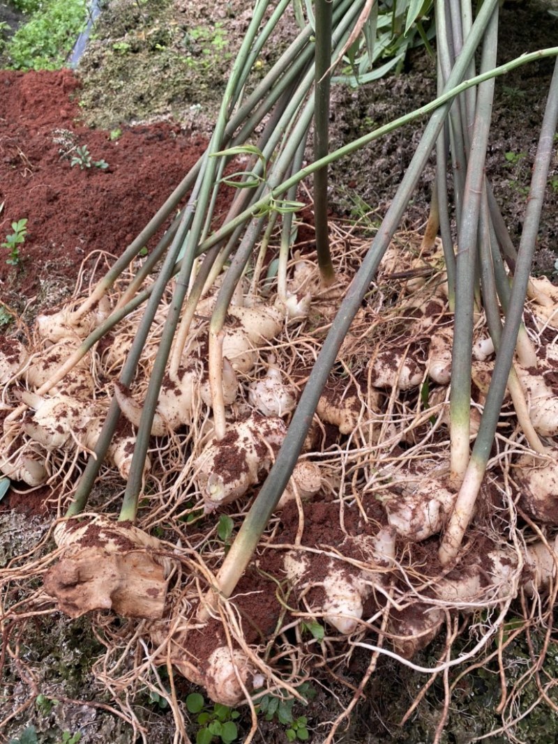 多花姜型甜黄精块茎，不倒苗，块茎苗，优质品种，产量高