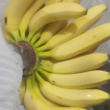 广西纯三把不受寒香蕉果面干净