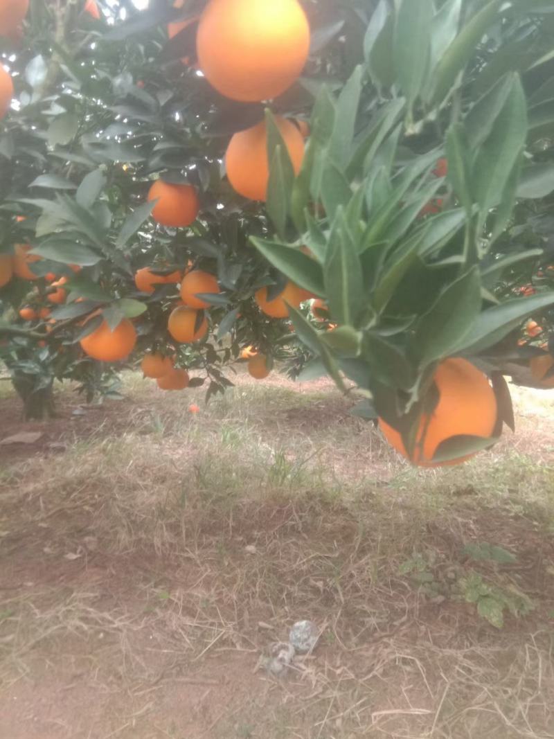 四川塔罗科红肉血橙。橙子，口感好纯甜，要的老板到基地考察