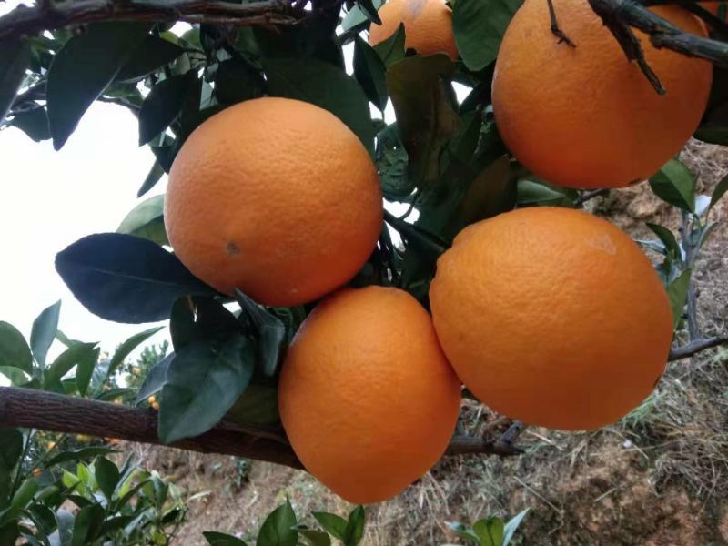 四川塔罗科红肉血橙。橙子，口感好纯甜，要的老板到基地考察