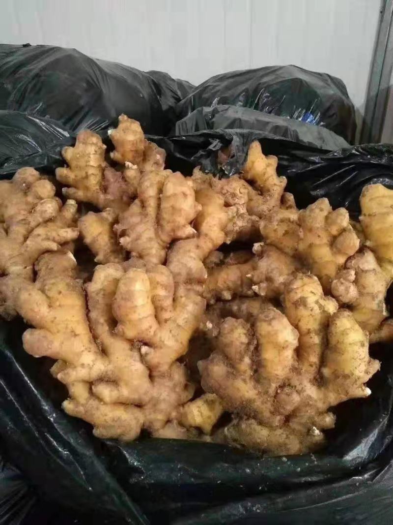 福建生姜批发产地直销货源充足质量保证产地直销货源充足