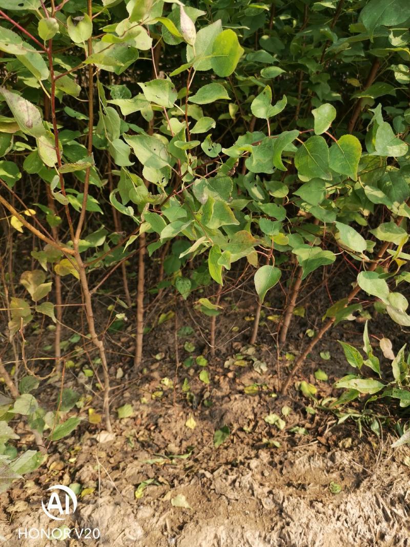 各种黄卢从生黄卢独杆黄卢