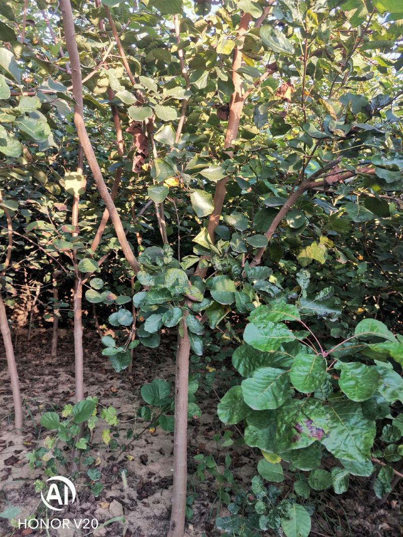 各种黄卢从生黄卢独杆黄卢