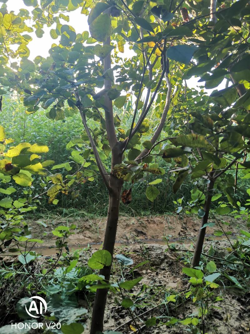 各种黄卢从生黄卢独杆黄卢