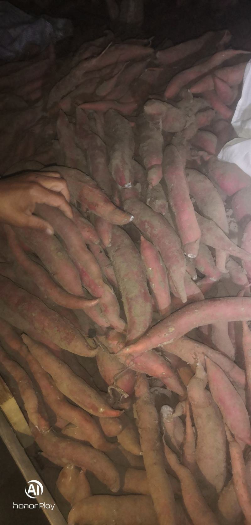 好货不等人唐山滦南西瓜红