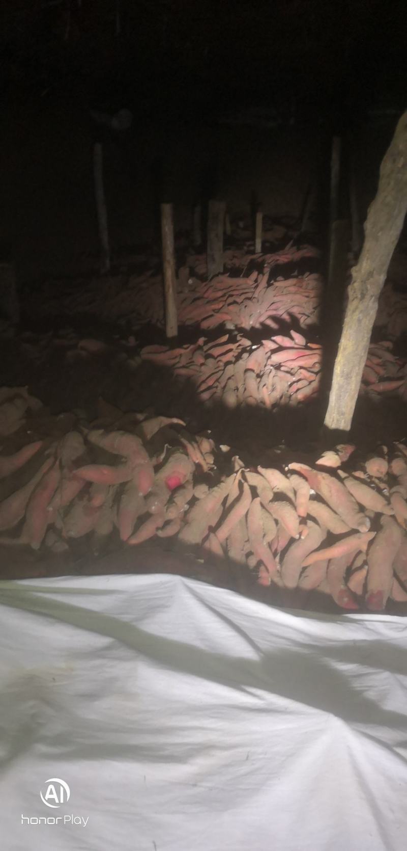 好货不等人唐山滦南西瓜红
