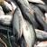 鲈鱼加州鲈鱼品质保证垂钓专用，塘口直供可送货