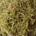 金银花山东湖南银花各种规格二花产地直销品质保证