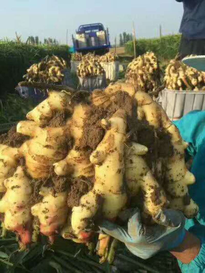精选小黄姜新鲜上市姜味十足现挖现卖量大从优