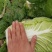 矮颗黄心大白菜，新野优质黄心白菜毛菜净菜散装袋装无虫眼