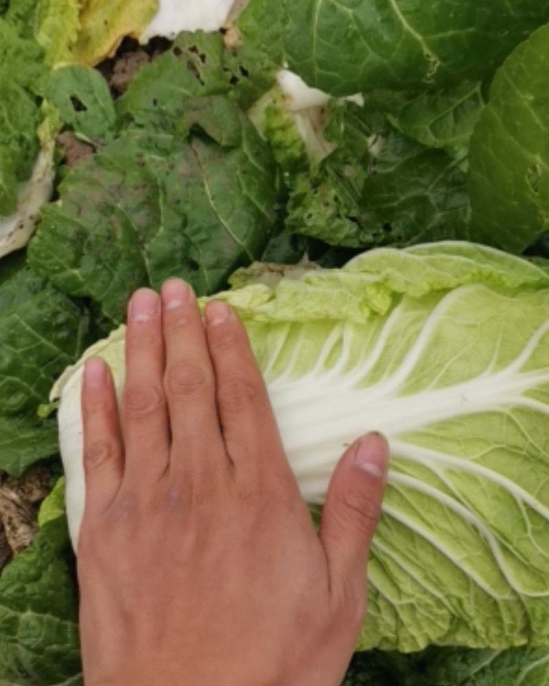 矮颗黄心大白菜，新野优质黄心白菜毛菜净菜散装袋装无虫眼