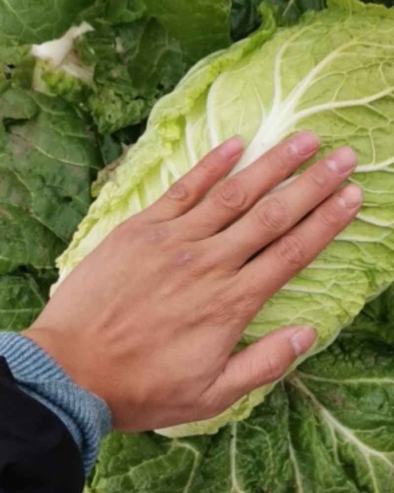 矮颗黄心大白菜，新野优质黄心白菜毛菜净菜散装袋装无虫眼