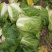 矮颗黄心大白菜，新野优质黄心白菜毛菜净菜散装袋装无虫眼