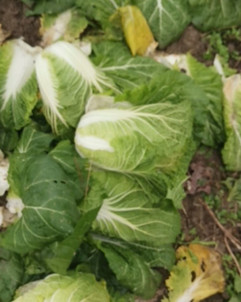 矮颗黄心大白菜，新野优质黄心白菜毛菜净菜散装袋装无虫眼