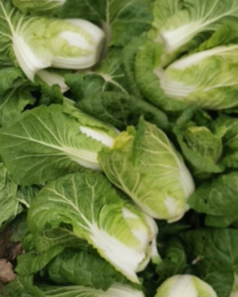 矮颗黄心大白菜，新野优质黄心白菜毛菜净菜散装袋装无虫眼