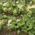 矮颗黄心大白菜，新野优质黄心白菜毛菜净菜散装袋装无虫眼