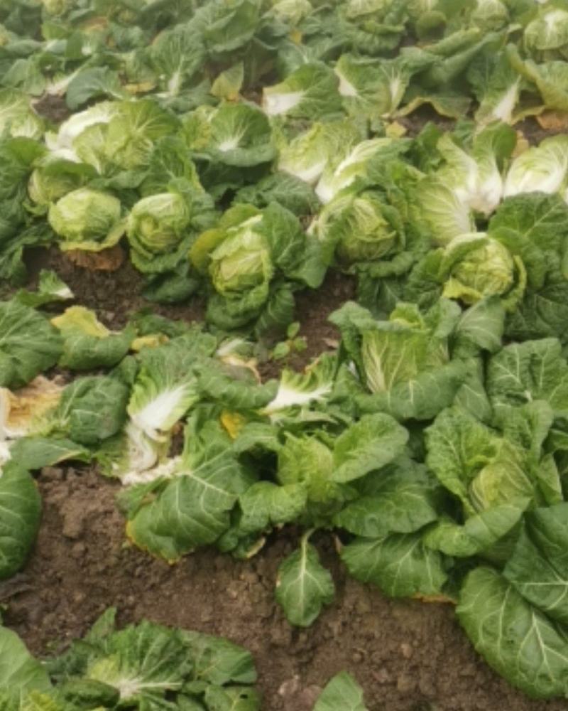 矮颗黄心大白菜，新野优质黄心白菜毛菜净菜散装袋装无虫眼