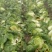 矮颗黄心大白菜，新野优质黄心白菜毛菜净菜散装袋装无虫眼