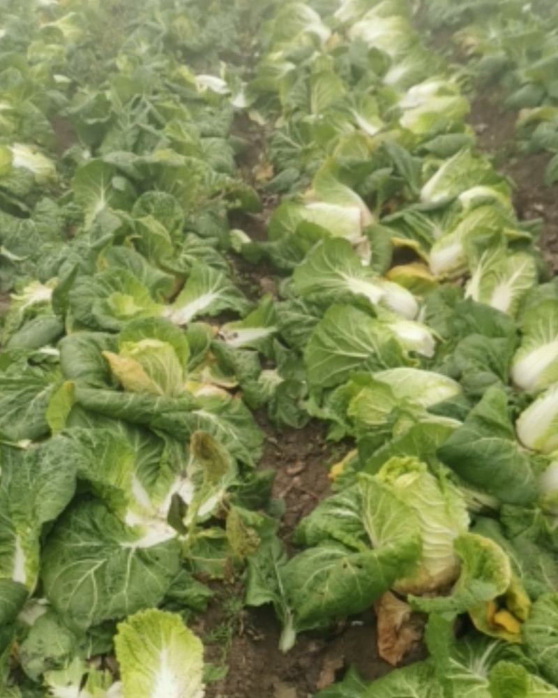 矮颗黄心大白菜，新野优质黄心白菜毛菜净菜散装袋装无虫眼