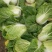 矮颗黄心大白菜，新野优质黄心白菜毛菜净菜散装袋装无虫眼