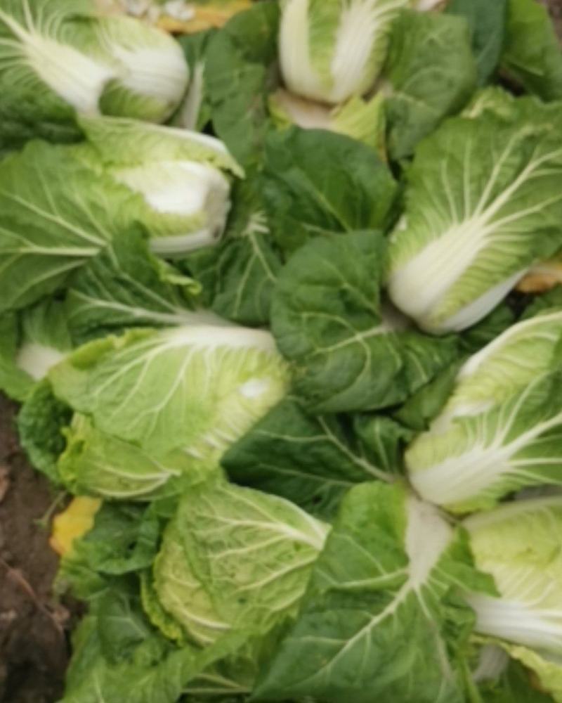 矮颗黄心大白菜，新野优质黄心白菜毛菜净菜散装袋装无虫眼