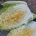 矮颗黄心大白菜，新野优质黄心白菜毛菜净菜散装袋装无虫眼