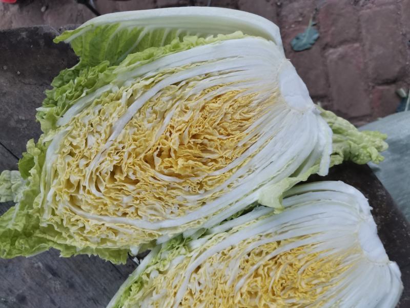 矮颗黄心大白菜，新野优质黄心白菜毛菜净菜散装袋装无虫眼